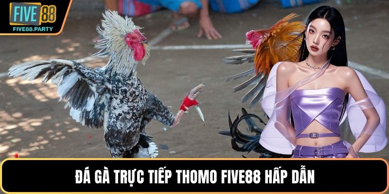 Đá gà Trực tiếp Thomo – Sân Chơi Giải Trí Kịch Tính Five88 Đá gà Trực tiếp Thomo – Sân Chơi Giải Trí Kịch Tính Five88