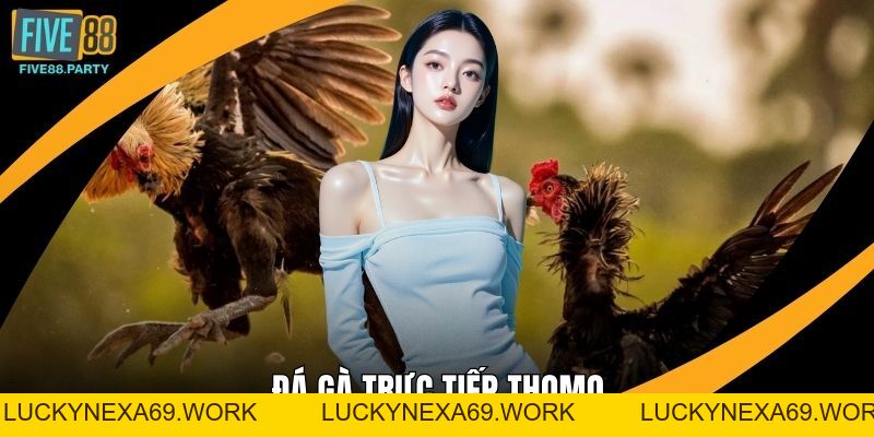 Đá gà Trực tiếp Thomo – Sân Chơi Giải Trí Kịch Tính Five88 Đá gà Trực tiếp Thomo – Sân Chơi Giải Trí Kịch Tính Five88