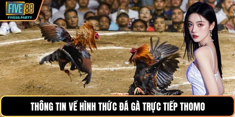 Đá gà Trực tiếp Thomo – Sân Chơi Giải Trí Kịch Tính Five88 Đá gà Trực tiếp Thomo – Sân Chơi Giải Trí Kịch Tính Five88